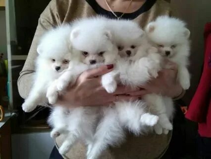Pomeranian Puppies For Sale Duval Avenue, FL #313609