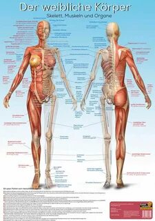 Chemie Stoffe Menschlicher körper anatomie, Anatomie körper,