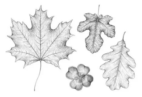 How to Draw a Leaf Step by Step in 2019 Leaf drawing, Easy d