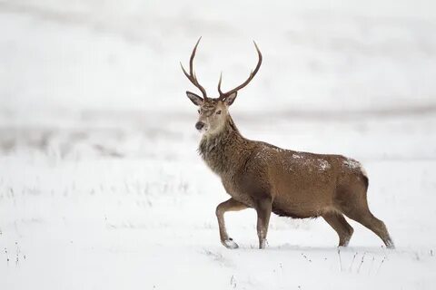 Wildlife Spotting - Cairngorms National Park Authority