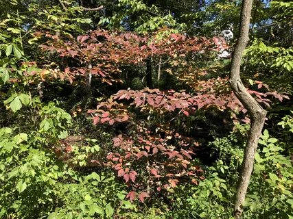 File:2020-09-30 13 26 22 A Flowering Dogwood changing color 