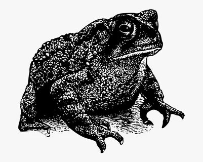 Toad Black And White Related Keywords & Suggestions - Toad B