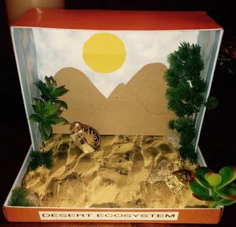 Desert Ecosystem Shoe Box Diorama kids, Ecosystems projects,