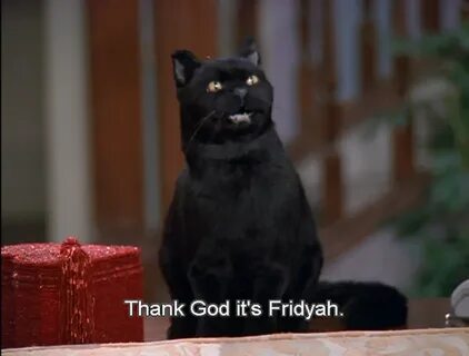 Salem Saberhagen Funny animal memes, Salem cat, Salem saberh