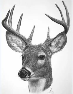 White-tailed Buck SOLD*Prints start at $15* Deer art, Deer d