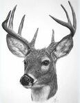 White-tailed Buck SOLD*Prints start at $15* Deer art, Deer d