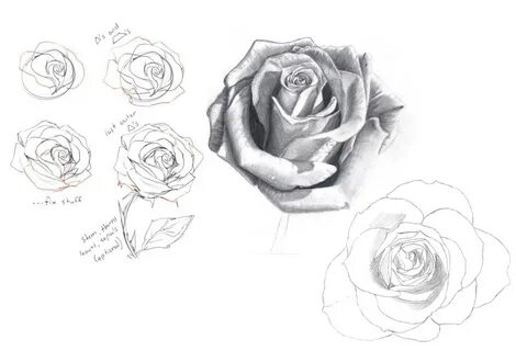 Rose Drawing Reference and Sketches for Artists