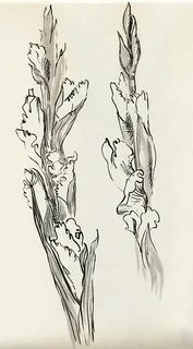 35+ Ideas For Outline Gladiolus Drawing