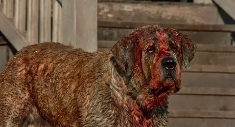 El Baúl Retro: Cujo 1983 ► Horror Hazard ◄