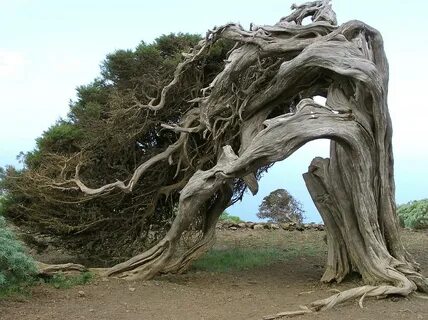 El Hierro; El Sabinar; Juniperus phoenicea; Jeneverbes; Ju. 