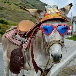 Sparkles! - St Thomas Donkey, Funny animals, Funny animal pi