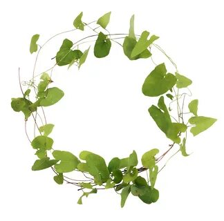 Leaves clipart ivy leaf, Leaves ivy leaf Transparent FREE fo