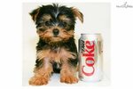 teacup yorkshire terrier - Google Search Yorkie poo, Yorkshi