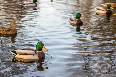 Ducks Mallards Lake - Free photo on Pixabay