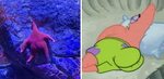 The internet can't stop comparing this 'Thicc' Starfish to P