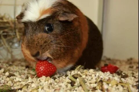 Can Guinea Pigs eat strawberries?