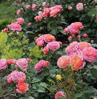 Характеристики английской сортовой розы Мэри Роуз: когда выс