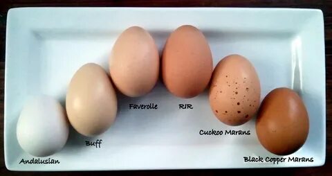 marans egg color chart - Fomo