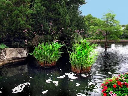 Download wallpaper Flowers, Trees, Pond, Missouri, USA, USA,