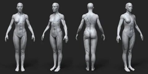 ArtStation - Anatomy Female Tool Reference for Artists !, Pa