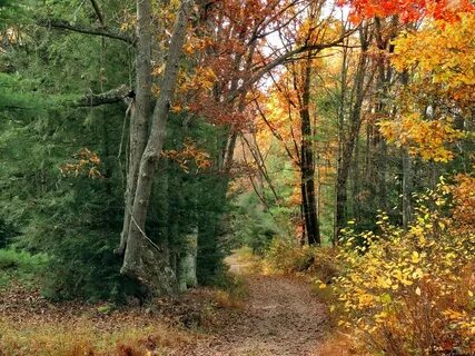 Road Less Traveled In Dad's woods there are two township r. 