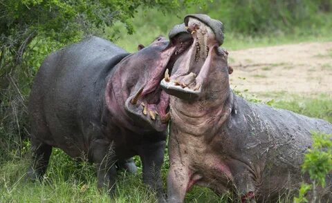 Hippopotamus Lifespan - What Does A Hippo Do To Survive? - H