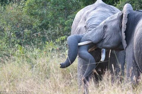 African elephants get into a tangle as they battle for matin