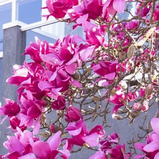 Magnolia Genie - Purple Tulip Magnolia Tree Free Delivery