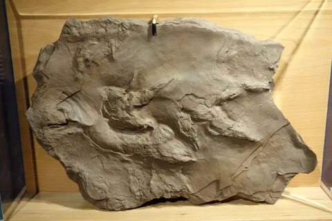 File:Fossil dinosaur footprints, Portland, CT, probably by a