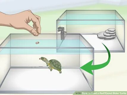 red eared slider size chart - Monsa.manjanofoundation.org