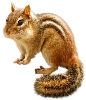 Chipmunk clipart squirrel tail, Picture #2358081 chipmunk cl