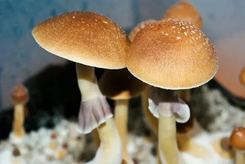 Psilocybe cubensis mazatapec