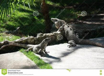 Male and female iguanas stock image. Image of mexico - 76568