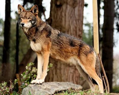 This is a red wolf. north carolina Red wolf, Rare animals, B