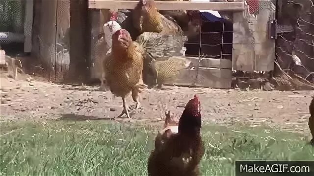 Funny Running Chickens! on Make a GIF