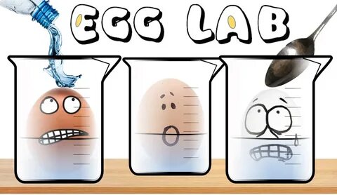 Egg Osmosis Lab Worksheet - worksheet