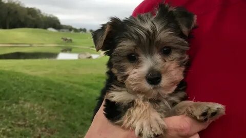 Yorkie Poo Pup for sale in Florida "Benji" - YouTube
