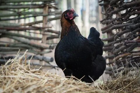 Marans Chicken: Facts, Lifespan, Behavior & Care Guide (with