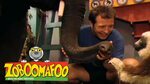 Zoboomafoo 101 - The Nose Knows (Full Episode) - YouTube