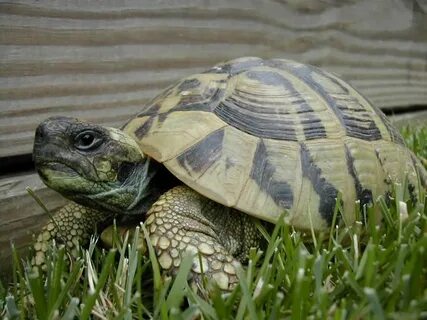 Turtle Topper Above Tank Basking Platform & Dock - Spiffy Pe