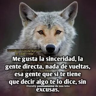 20 Imágenes de Lobos Guerreros Solitarios Con Frases Frases 