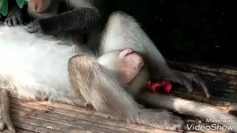 Tổ sư con khỉ mất dậy 😂 😂 😂 - YouTube