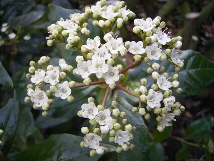 7 Fragrant Favorites: Winter-Flowering Scented Shrubs - Gard