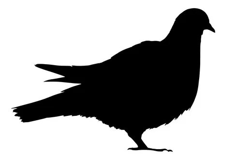 Pigeon clipart black and white, Picture #1891783 pigeon clip