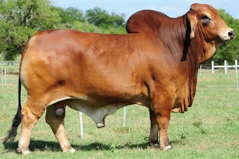 Brahman Cattle Bull - Pin On Animals : Reason for selling is
