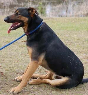 Doberman German Shepherd Mix Puppies - #GolfClub