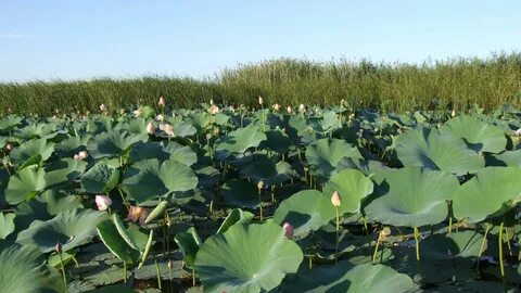 What Are Wetlands? - Wetlands International Russia