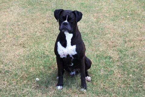 Black Boxer Puppies Texas