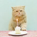 The top 20 Ideas About Cat Birthday Card - Best Collections 