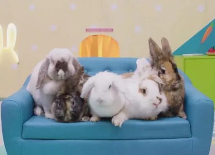 There's A Rabbit Reality Show Airing Online And It's Absolut